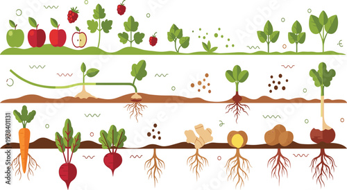 Plant Growth Stages Vector Illustration with Fruits Vegetables Roots Development Soil Layers and Organic Farming Process in Flat Design Style.