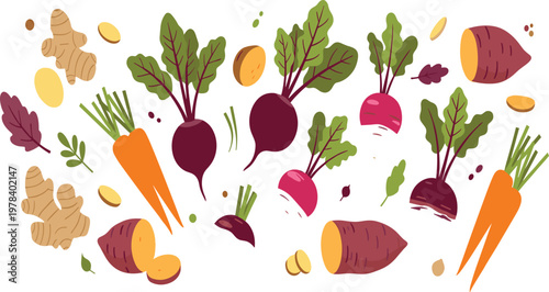 Root Vegetables Vector Illustration with Beetroot Carrot Sweet Potato Ginger and Organic Farm Ingredients in Flat Design Style for Healthy Food.