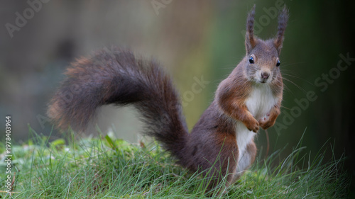 Red squirrel (Sciurus vulgaris) portrait, Brasschaat, Belgium. March. 