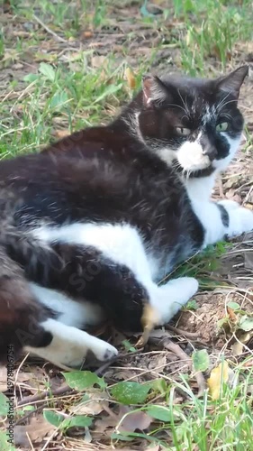 草の上で横たわり背後を振り返る猫