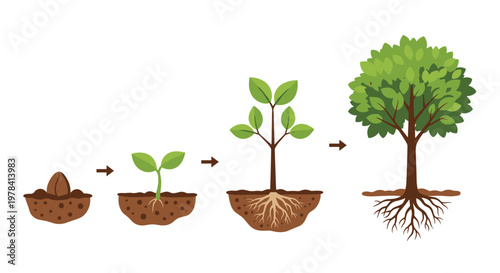 Clean illustration depicts the chronological growth cycle of a deciduous tree starting from a single seed buried in rich brown soil to total maturity.