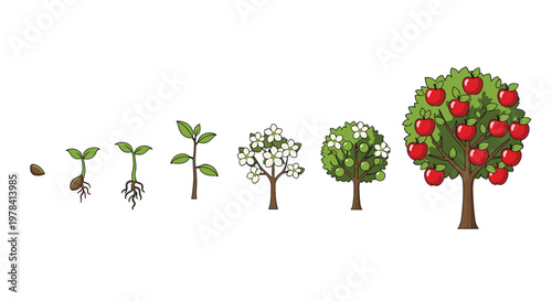 A detailed sequence shows the life cycle of an apple tree from germination and flowering to a lush green canopy filled with delicious ripe red fruits.