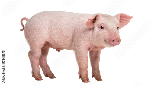 Bild auf Leinwand Pink piglet standing, isolated on transparent background