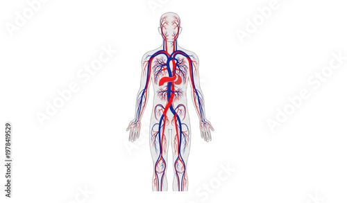 Medical circulatory system infographic vector illustration with arterial and venous structure