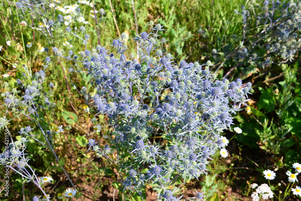 Obraz premium Spiky Blue Sea Holly Flowers in a Wild Meadow close up