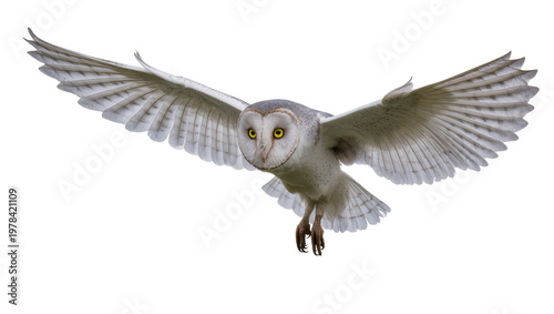 Cuadro en lienzo Barn owl with wide spread wings flying forward, isolated on transparent backgrou