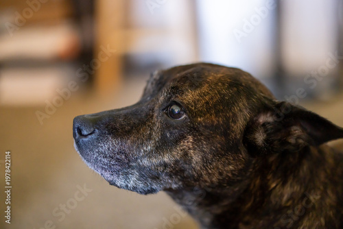 Brown brindle dog gazes innocently to the left in a home living room area. Dog's expression shows innocence, guilt, friendliness.