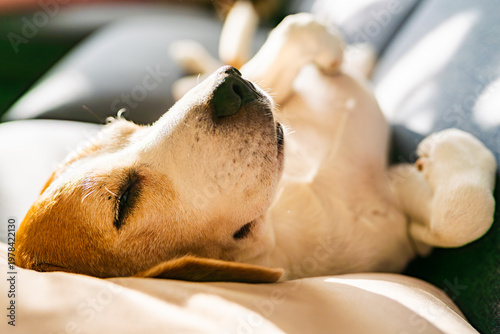 Beagle Dog Sleeping on its Back on a Sofa in Bright Sunlight