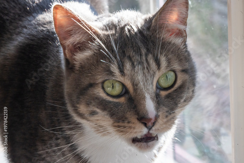 Gray tabby cat looks ahead with mouth open, meowing. Green eyes gleam with curious focus. Soft sunlight highlights its fur texture. Cat appears calm, yet alert and watchful.