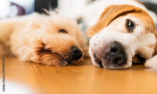 Maltipoo and Beagle Dogs Lying Side by Side on Wooden Floor