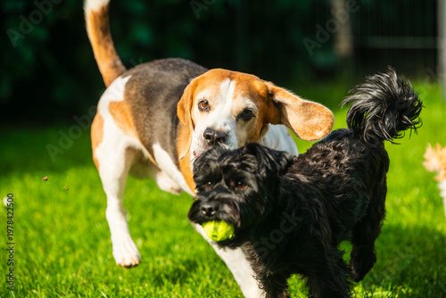 Tricolor Beagle Dog and Black Yorkshire Terrier with a Tennis Ball Playing Together in a Sunny Backyard