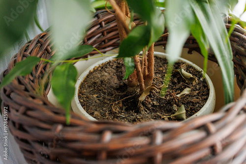 Close-up of indoor plant soil in a pot with visible roots and dry leaves. Home gardening and plant care concept with natural textures and organic details.