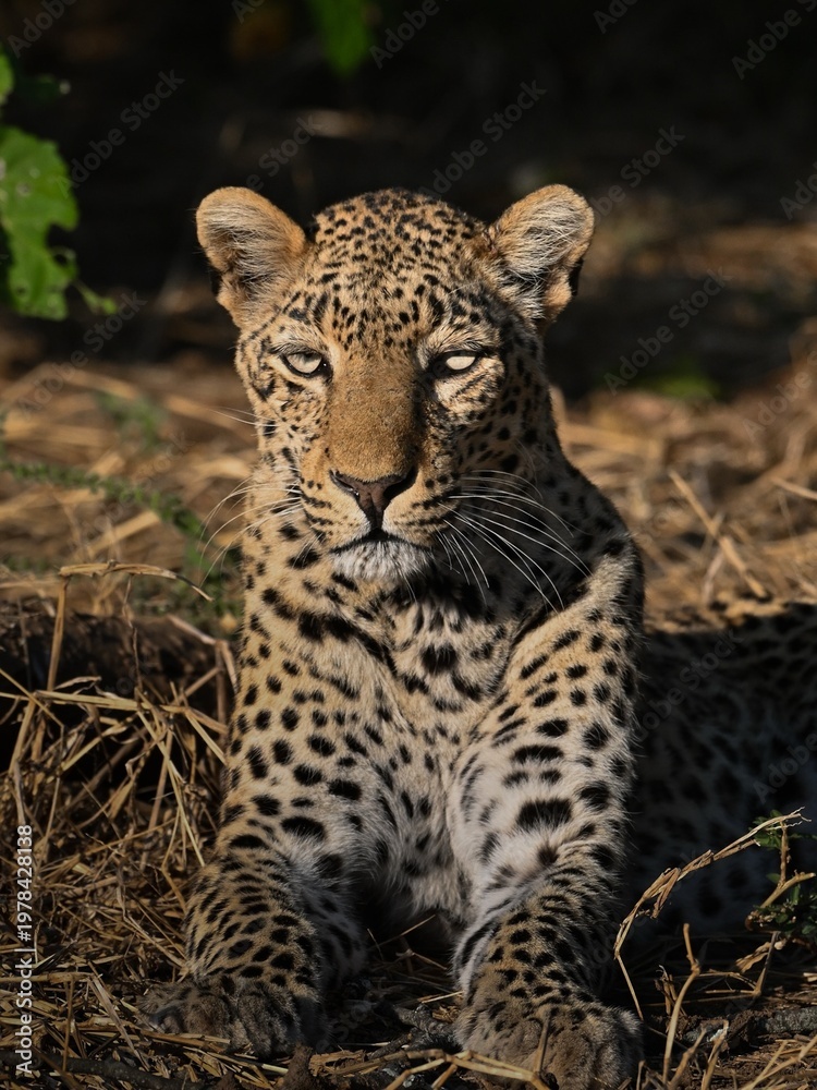Fototapeta premium ANIMALS WILD 