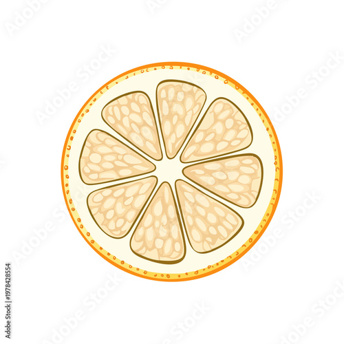 Illustration of a Cross-Sectioned Orange Slice with Segments and Pith
