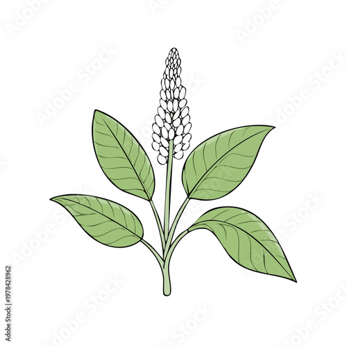 Illustration of a green leafy plant with a tall white flower spike emerging from the center