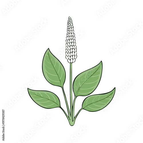 Illustration of a single lance-leaved plantain plant with a white flower spike and green leaves