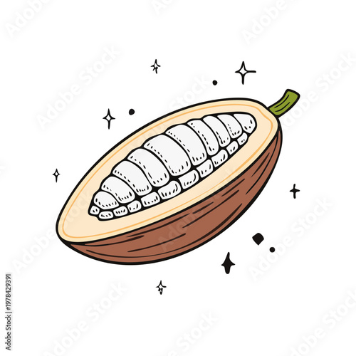 Illustration of a sliced cocoa pod showing its white seeds and pulp