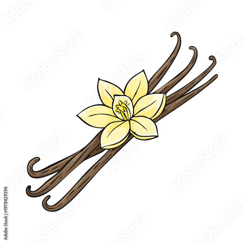 Delicate Vanilla Bean Pods and Blossom Aromatic Spice Ingredient Illustration