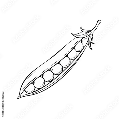 Hand-drawn sketch of an open pea pod with peas inside, black and white illustration