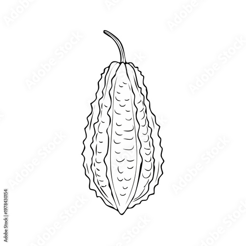 Illustration of a single bitter melon with bumpy texture and stem