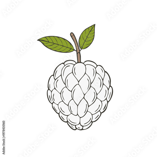 Hand drawn illustration of a ripe cherimoya fruit with green leaves and stem