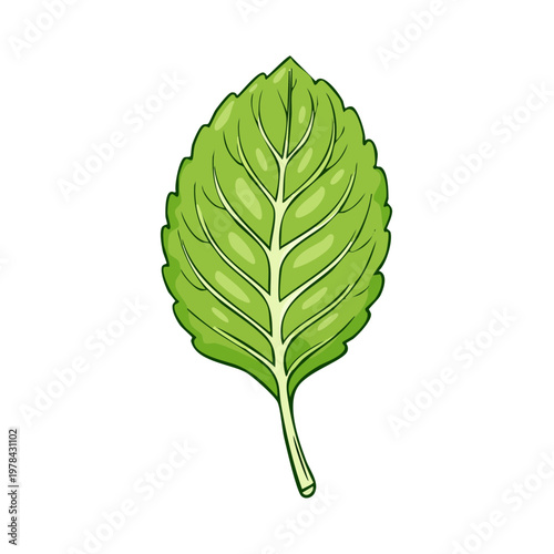 Vibrant green mint leaf illustration with detailed veins and stem