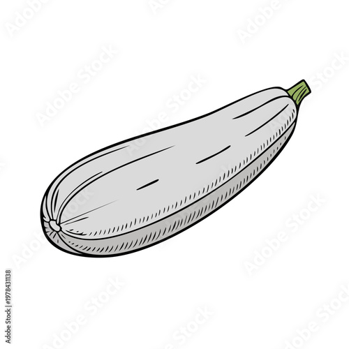 Hand drawn illustration of a single elongated white zucchini squash with a green stem against a white background