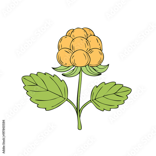 Hand drawn illustration of a cloudberry plant with ripe orange berries and green leaves