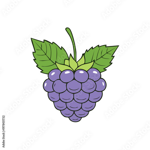 Simple illustration of a single purple blackberry with green leaves and stem