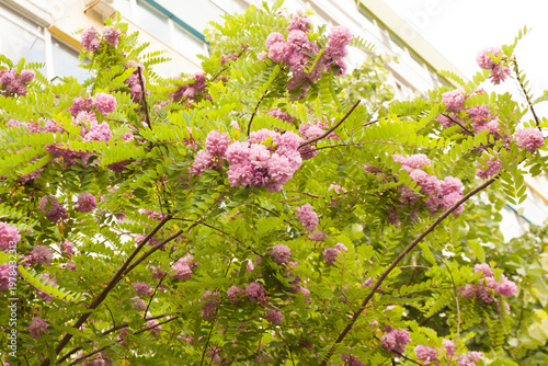 Pink acacia in Bucharest, Romania