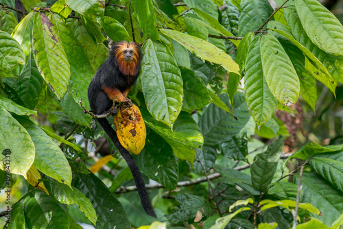 Konstfotografi A Golden-headed Lion Tamarin holds a cocoa bean in his hand in Brazil, South-America
