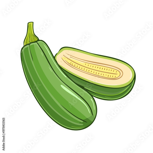 Fresh green zucchini vegetable cut in half showing seeds and pulp illustration