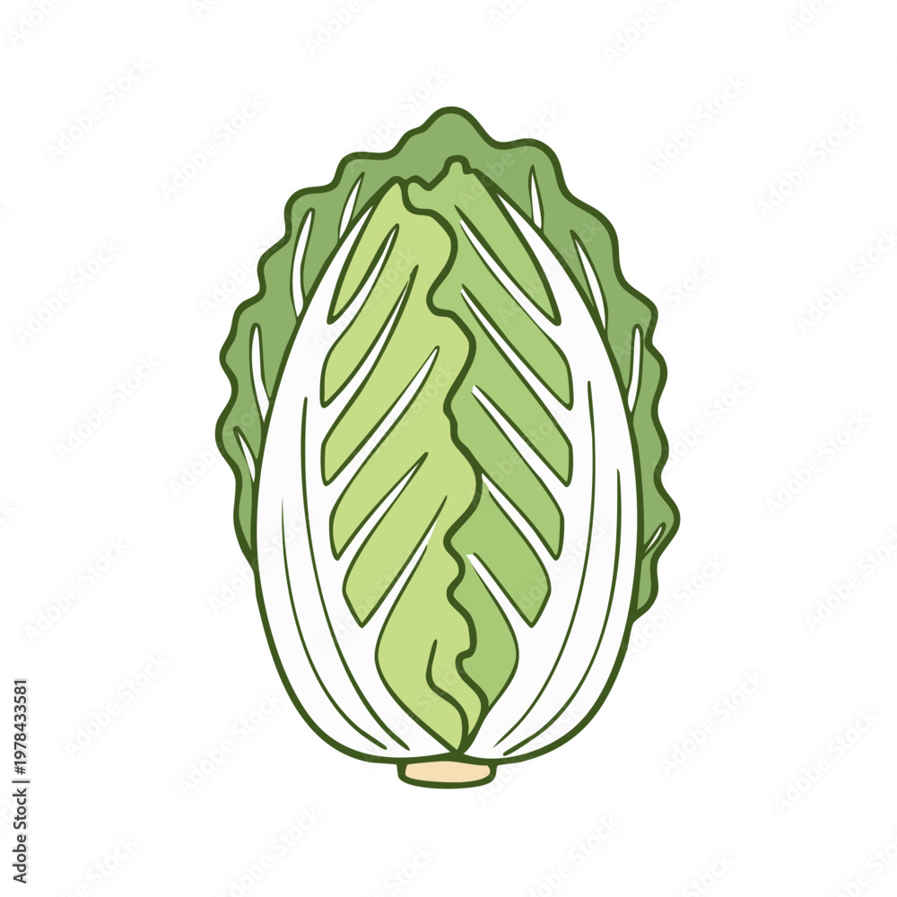 Fototapeta premium Stylized Illustration of a Fresh Chinese Cabbage Cut in Half Showing Layers