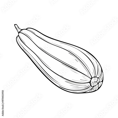Hand drawn outline illustration of a single oblong squash with ribbed texture and stem