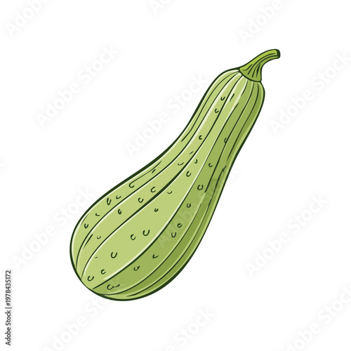 Illustration of a fresh green zucchini squash with ribbed skin and a stem