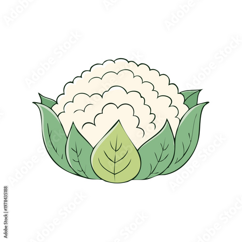 Stylized hand drawn cauliflower with green leaves and creamy white florets isolated on white