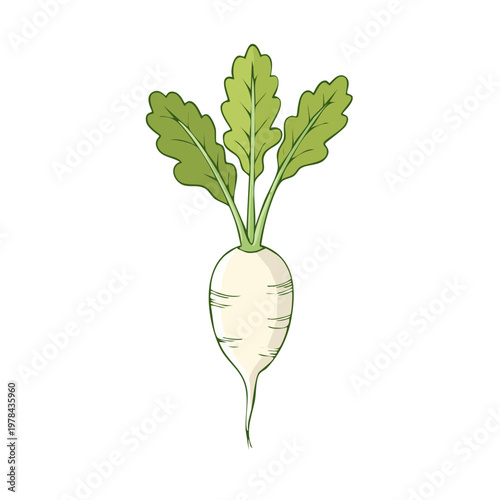 White Root Vegetable With Green Leafy Tops Isolated on White Background