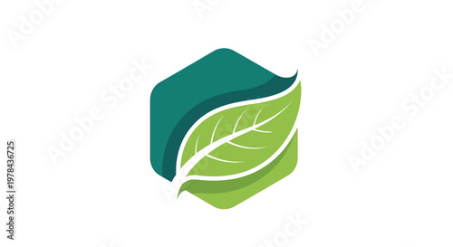 Fresh organic green leaf with a water drop isolated on white background in a macro closeup showing natural plant foliage and freshness