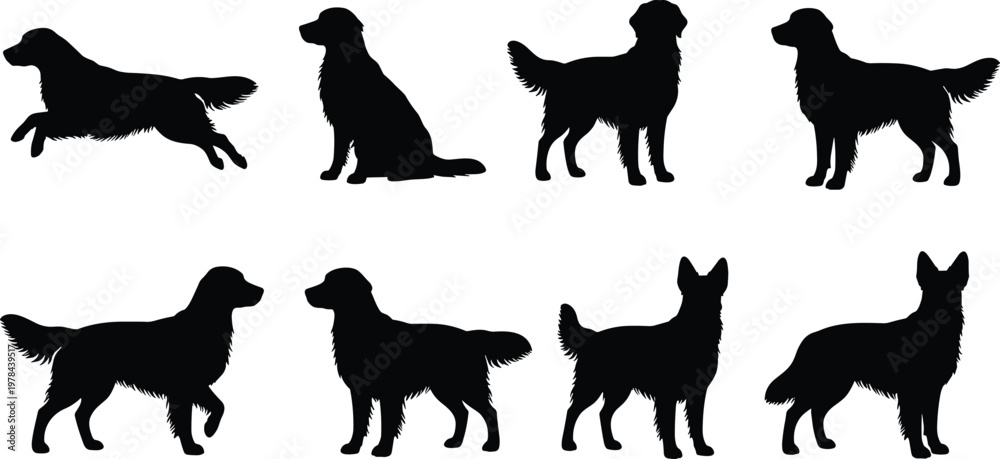 Obraz premium Golden retriever silhouette set with running sitting and standing dog poses