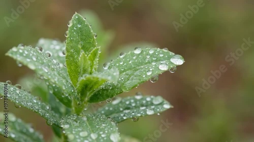 Green leaf with water drop during spring rain. Fresh plant foliage covered in morning dew. Nature regeneration after rainfall, botanical environment, ecology concept and organic garden growth detail