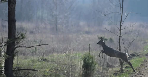 Obraz Samiec sarny (kozioł) skaczący,biegnący wczesną wiosną przez pole, trawę, na tle lasu