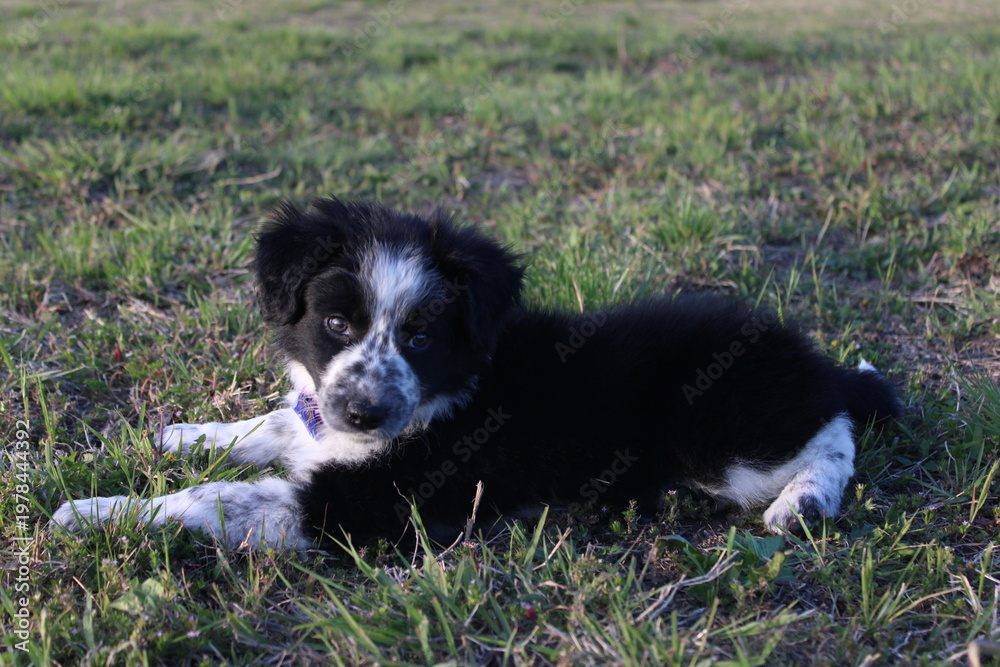 Obraz premium Black and white border collie puppy lying on grass in an outdoor rural setting.