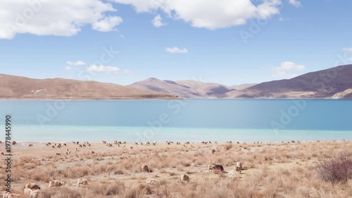 Group of Tibetan sheep on the beach of Yamdrok Yumtso lake, peaceful landscape of mountains and lake with white clouds on blue sky, 4k slow motion footage Tibet travel.