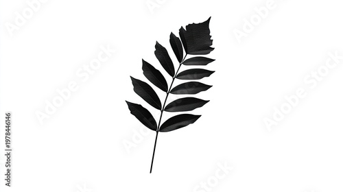 Dark botanical element shows textured leaf structure isolated against a stark white background