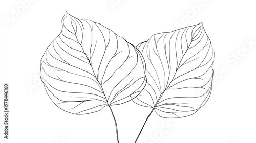 Outline drawing depicts two overlapping, broad, heart-shaped botanical structures with visible vein patterns