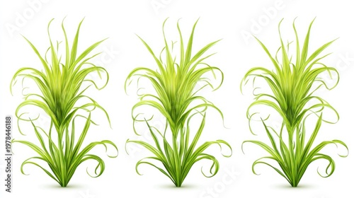 Three variations of lush green tropical foliage plants arranged horizontally on a white background