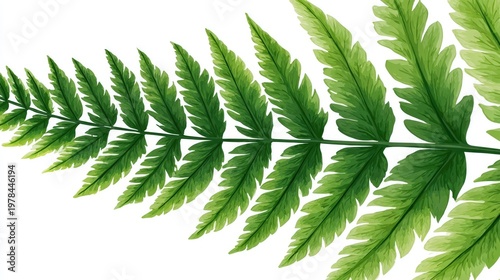 Detailed view of bright green pinnate fern frond segments against a stark white background