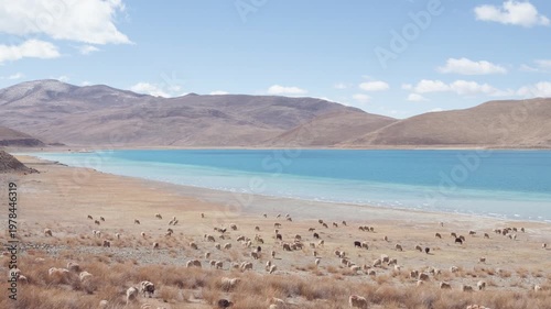 Group of Tibetan sheep on the beach of Yamdrok Yumtso lake, peaceful landscape of mountains and lake with white clouds on blue sky, 4k slow motion footage Tibet travel.