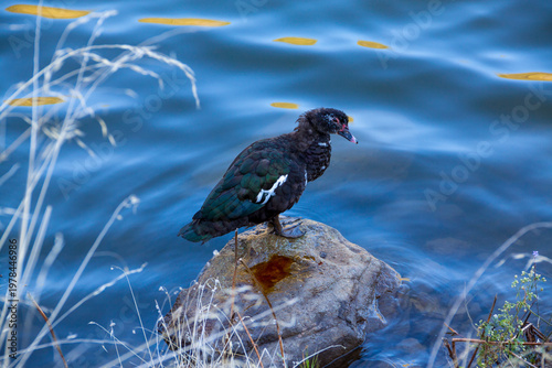 Pato Criollo también conocido como Pato Mudo o por su nombre científico Cairina Moschata en la Presa de Lugarejos en la isla de Gran Canaria, España