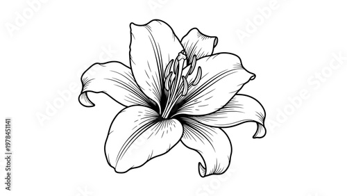 Elegant black and white lily floral illustration for design and decoration